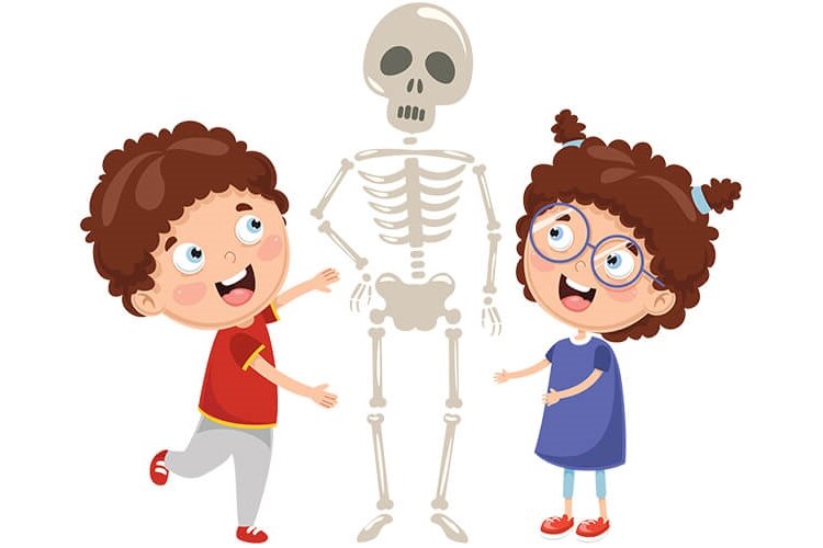 My body - younger children - A skeleton | preschoolearn.com