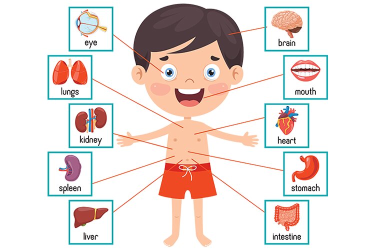 My body - younger children - Organs of the human body | preschoolearn.com